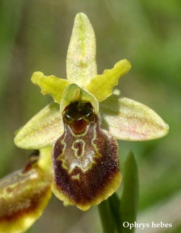 Grecia 23_25 aprile 2016  un fine settimana tra le orchidee.